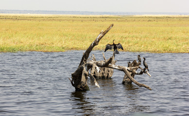 Botswana birds. Cormorant is sitting in front of two bird-friends on the log in Delta Okovango