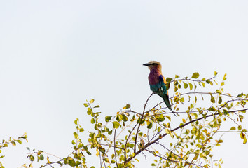 Birds of Delta Okavango, Botswana. Lilac-breasted roller, one of the most colorfull birds I've ever...