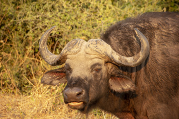 A portrait of Buffalo in Chobe National Park, Botswana