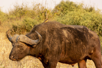 A young Buffalo male in Chobe National Park, Botswana