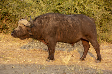 A young Buffalo male in Chobe National Park, Botswana