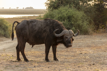 A young Buffalo male in Chobe National Park, Botswana