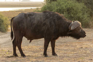 A young Buffalo male in Chobe National Park, Botswana