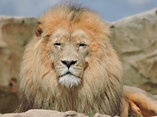 lion beauval
