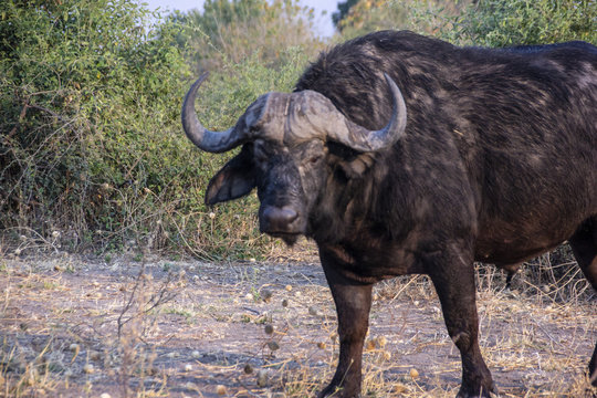 A portrait of the buffalo in Chobe National Park, Botswana