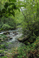 Smoky Mountain River