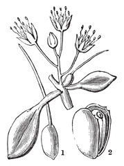 Doveweed vintage illustration. © Morphart