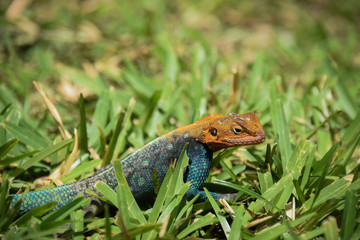 Blaue Siedleragame, Ostafrikanische Siedleragame, eidechse, Kenia-Felsagame, Kenia, Reptil 