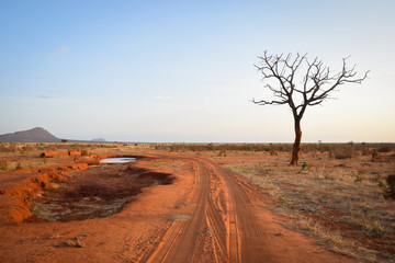 Tsavo East Kenya, Baum, National Park, Savanne, Wüste, Morgendämmerung, wüste 