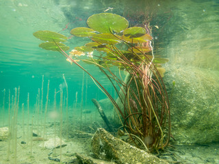 Water lily leaves underwater - obrazy, fototapety, plakaty