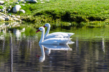 dos cisnes en la laguna