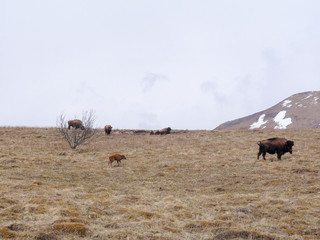 Muskox and calf in field