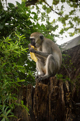 Meerkatzen, Affenbaby, Affen, Affe, Familie, Herde, Kenya, Tsavo, Dschungel, banane essen