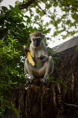 Meerkatzen, Affenbaby, Affen, Affe, Familie, Herde, Kenya, Tsavo, Dschungel, mit banane