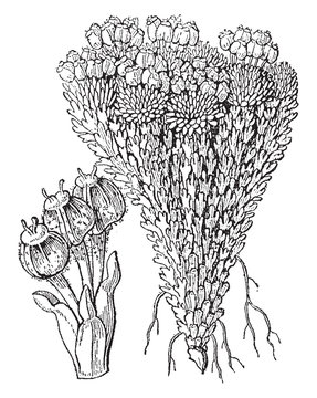 family, Bolax, Glebaria, Botany, flower, plants vintage illustration.