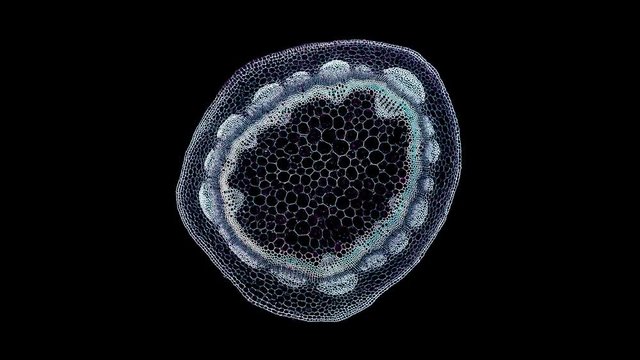clover stem - cross section cut under the microscope &ndash; microscopic view of plant cells for botanic education