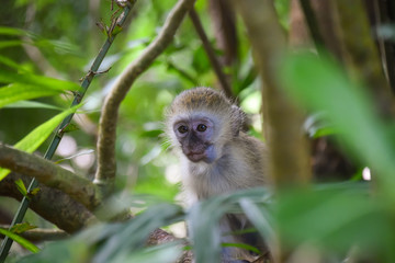 Affe, Affenbaby, Meerkatzen, Tsavo, Savanne, Dschungel, Neugierig 