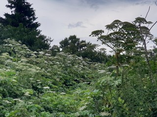 Obraz premium Hige plants on the field