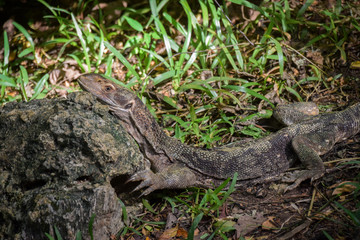 Waran, Eidechse, Sonnen, Gecko, Gras, Dschungel, Tsavo, Kenya