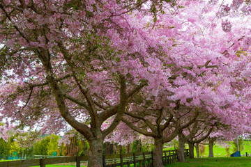 Fototapeta premium Springimte blossoms in Rotorua 
