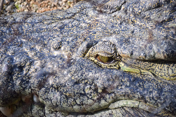 Krokodil, Krokodile, Fressen, Springen, Schwimmen, Kämpfen, Gefahr, Afrika, Kenya, Nahaufnahme, Macro, Augen
