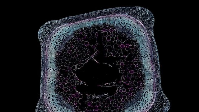 corn mint stem - cross section cut under the microscope &ndash; microscopic view of plant cells for botanic education