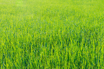 The soft focus surface texture of green paddy field, paddy leaf pattern.
