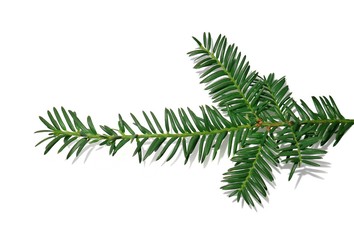 Branch of a Christmas tree for New year isolated on white background.