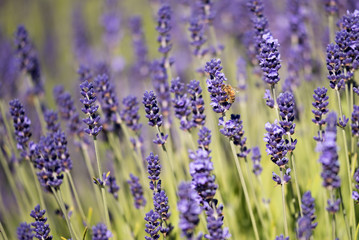Obraz premium Lavender with Bee