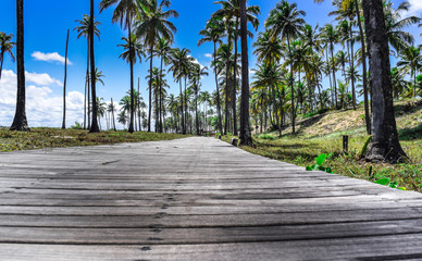 Obraz premium path in park