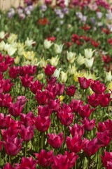 tulips garden