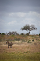 Naklejka na ściany i meble Zebra in Tsavo East National Park Kenya, Afrika