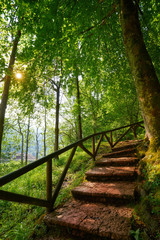 Fototapeta premium Covadonga forest stairs in Asturias Picos Europa