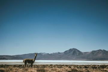 Vicuña