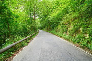 Fototapeta na wymiar Covadonga road forest in Asturias Picos Europa