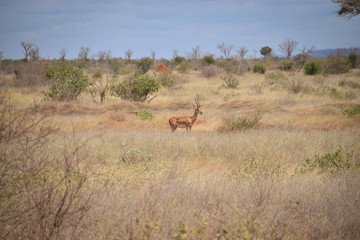 Gazelle im Tsavo East National Park, Gazella, Animali, Afrika, Tsavo East  