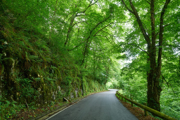 Covadonga road forest in Asturias Picos Europa
