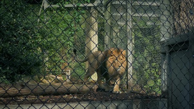 Lion Pacing Up And Down Cage