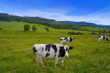 Fototapeta na wymiar Friesian cows in Asturias meadow Spain