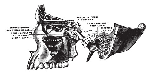 Superior Maxillary Bone and Sinuses, vintage illustration. © Morphart