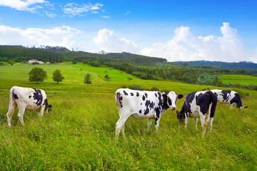 Friesian cows in Asturias meadow Spain