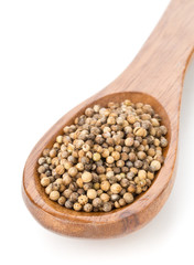 Raw, unprocessed organic coriander or cilantro seeds in wooden spoon on white