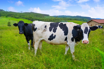 Friesian cows in Asturias meadow Spain