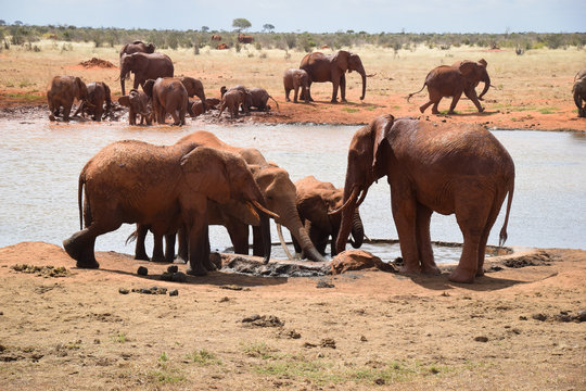 Fototapeta Elephants in the Tsavo East National Park, Elephant, Elefant, Schlamm, Schlammt sich ein, Wasserloch, Familie, Herde 