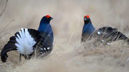 Male of a Black Grouse at Lek. Scientific name : Tetrao Tetrix. Closeup Portrait. Picture at a short distance. Early Spring. Russia.