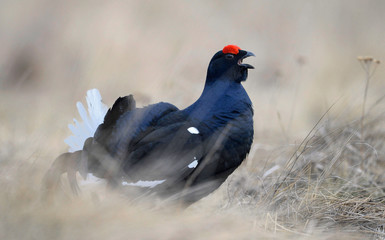 Male of a Black Grouse at Lek. Scientific name : Tetrao Tetrix. Closeup Portrait. Picture at a short distance. Early Spring. Russia.