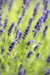 Lavender close up