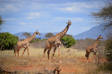 Naklejka na ściany i meble Giraffe in Tsavo East National Park Kenya, Savanne, Wüste, Afrika, Herde 