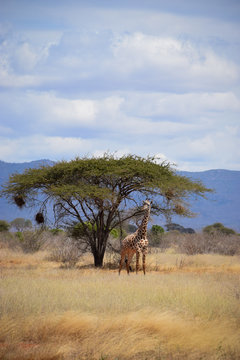 Giraffe in Tsavo East National Park Kenya, Savanne, Wüste, Afrika
 