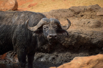 Obraz premium Büffel in Tsavo East National Park Kenya, Kenia, Savanne, Nahaufnahme 